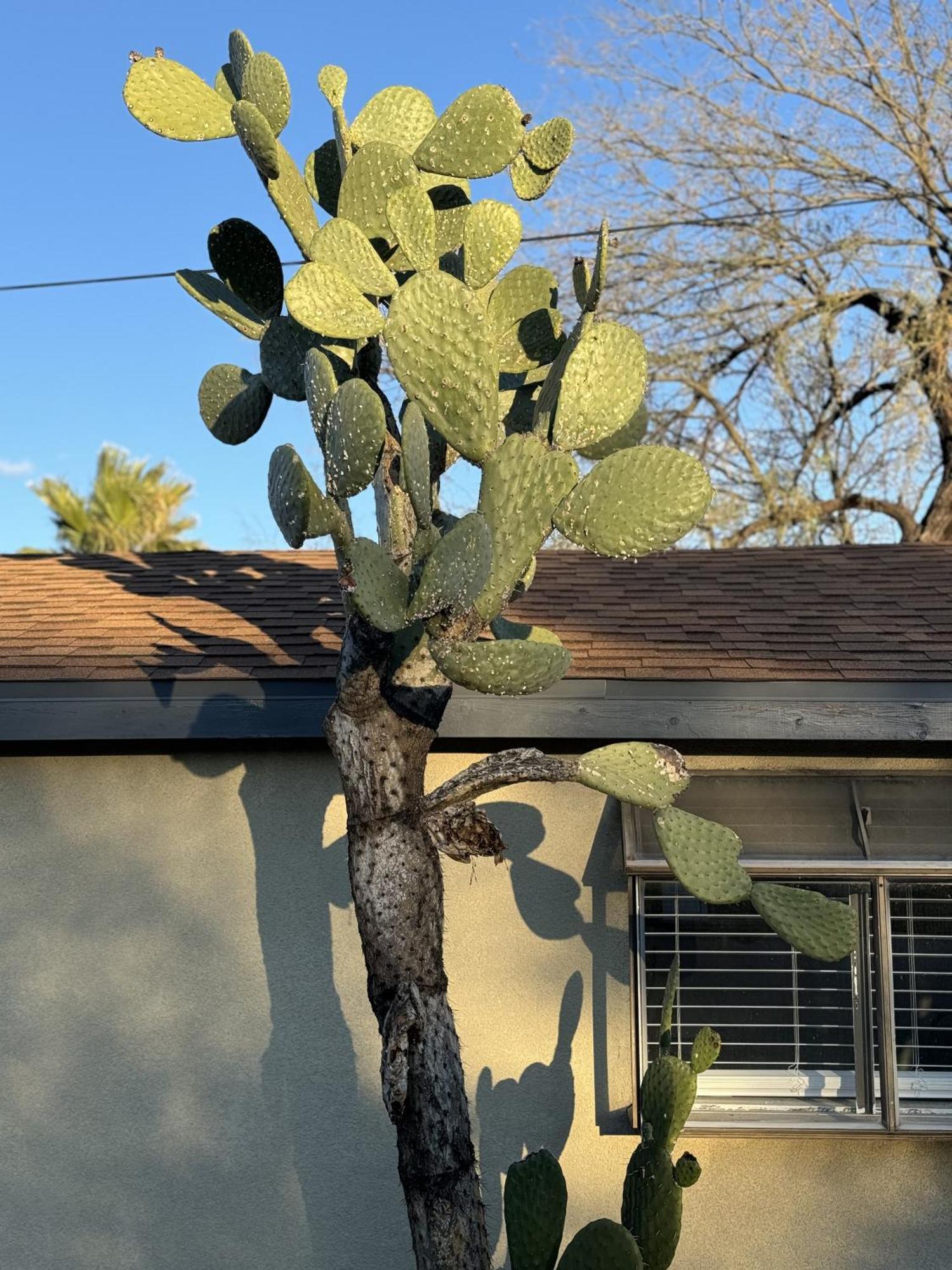 3Br Retreat With Pool In Central Tucson, Near Ua Villa Exterior foto